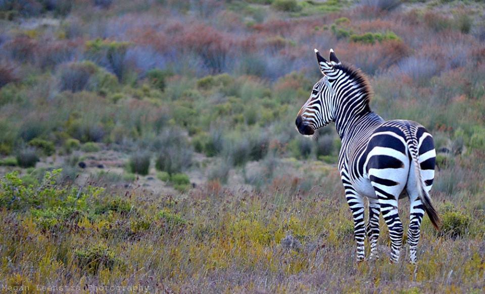 De Hoop Nature Reserve: Geheimtipp zwischen Kapstadt und Garden Route