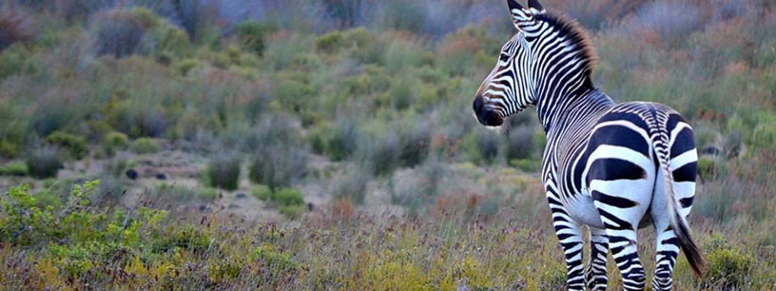 De Hoop Nature Reserve: Geheimtipp zwischen Kapstadt und Garden Route