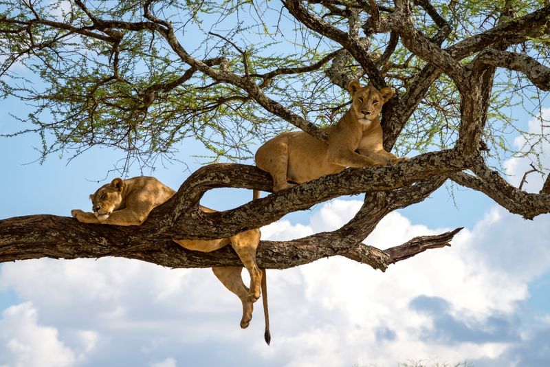 Tanzania's famous tree-climbing lions, an iconic sighting on any safari