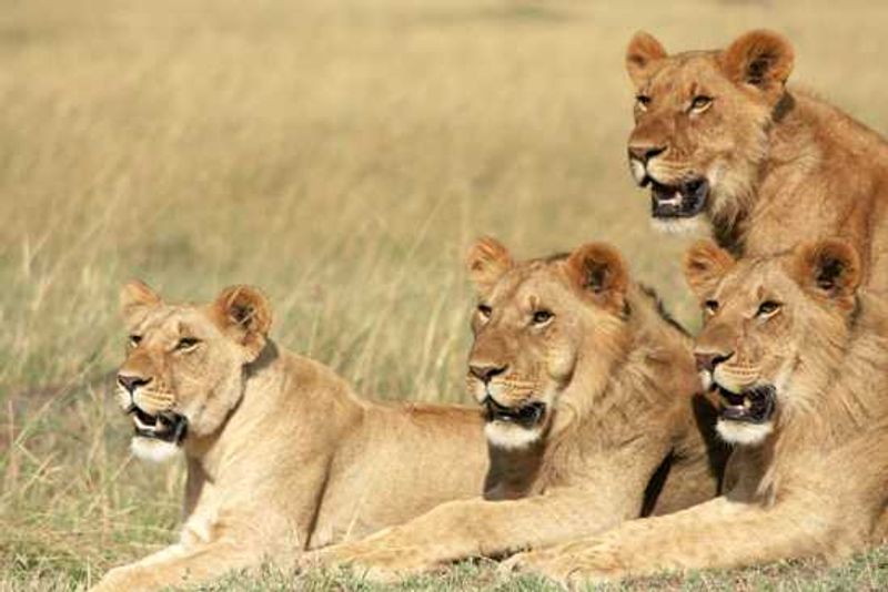Four young lions watch their mother begin a hunt on the plains of East Africa
