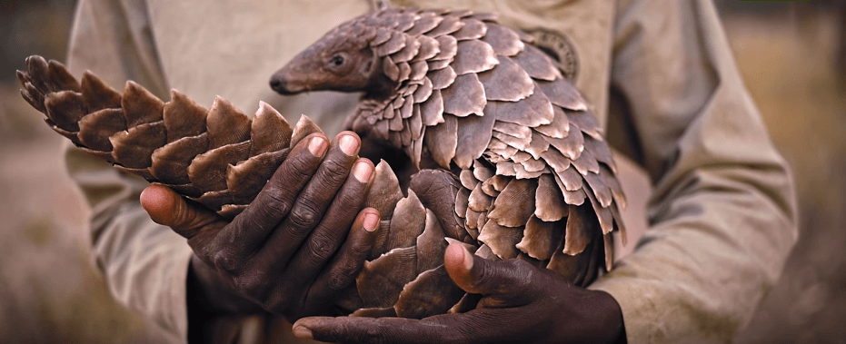 Safari : 6 animaux rares à voir en Afrique