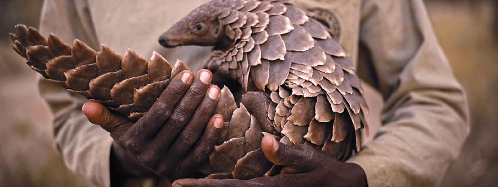 Safari : 6 animaux rares à voir en Afrique