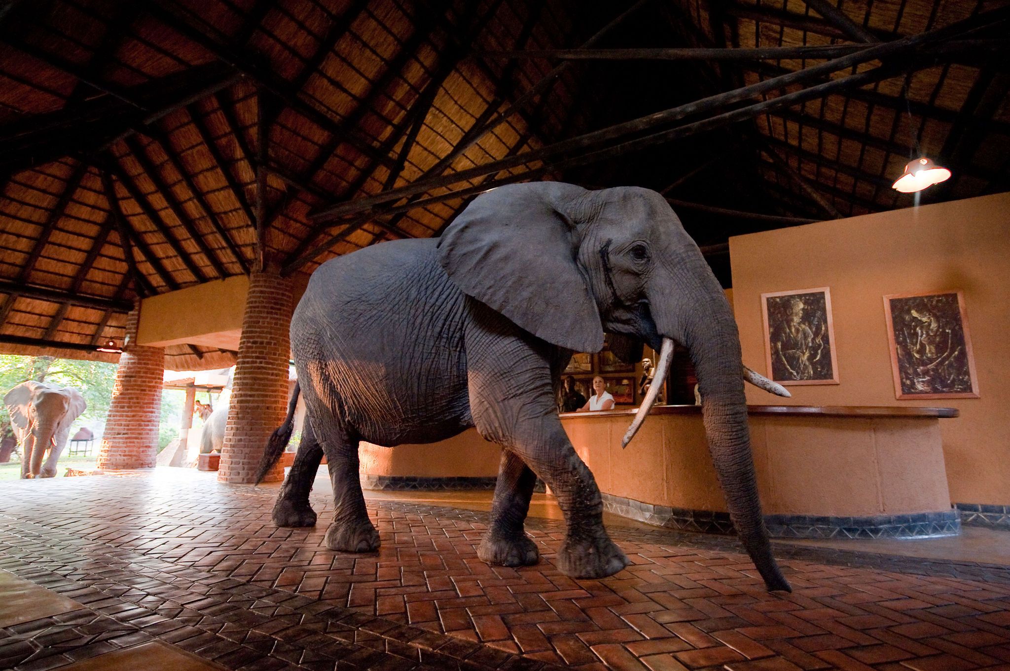 Only in Africa...