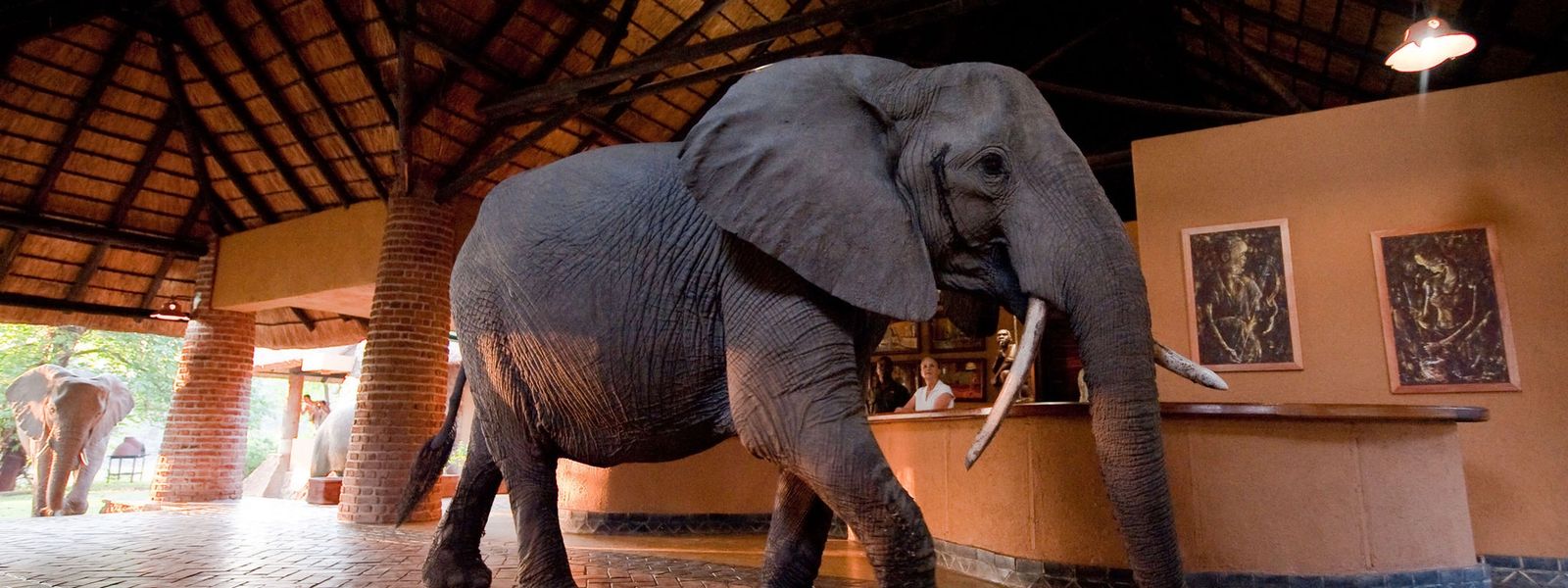 Only in Africa...