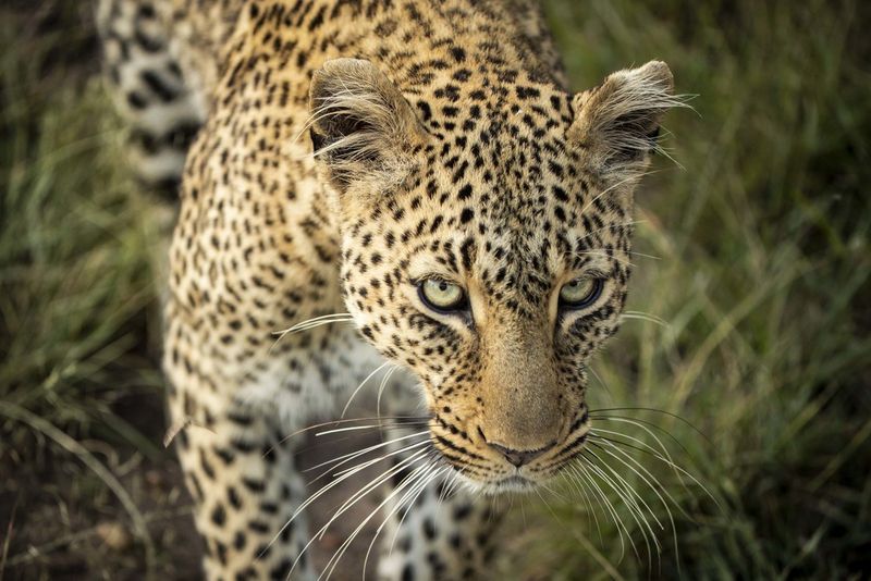 La mirada penetrante de un hermoso leopardo
