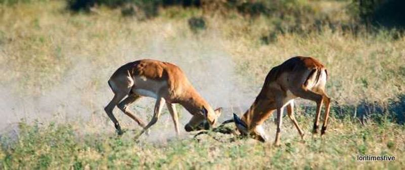"Male antelope fighting for dominance, only one can be the head of a herd."