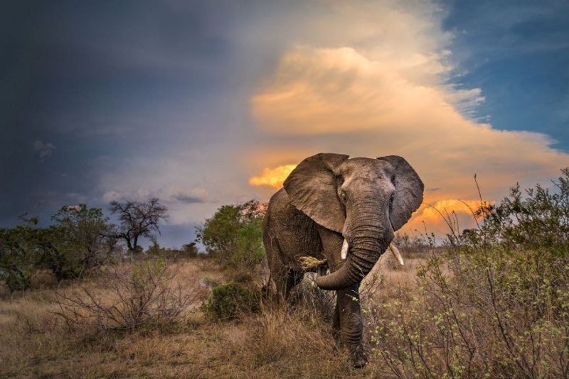 En la reserva Timbavati, los encuentros con la vida salvaje local están asegurados