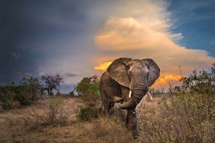 En la reserva Timbavati, los encuentros con la vida salvaje local están asegurados