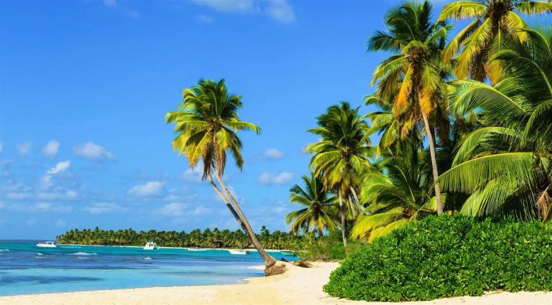 Ein Strand mit Palmen