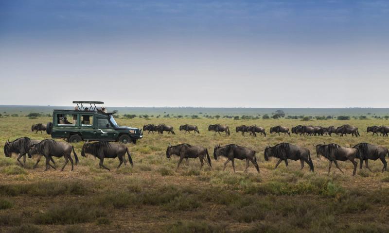 Wildebeest walking through Savannah
