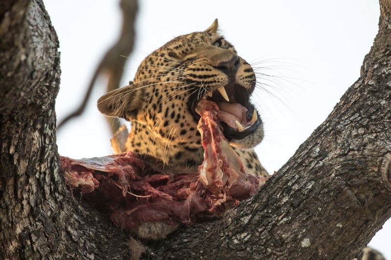 Un léopard chasse sa proie puis la monte en haut des arbres pour se nourrir.