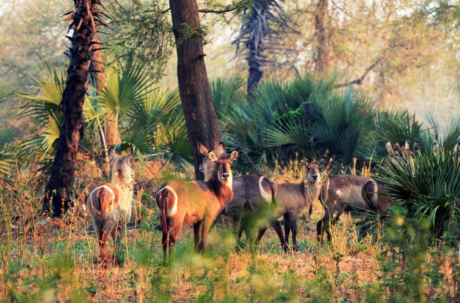 Gorongosa Reimagined: One to Watch