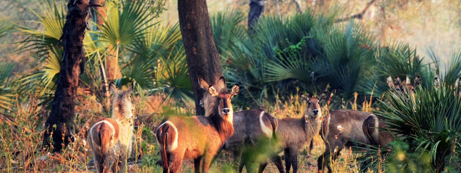 Gorongosa Reimagined: One to Watch