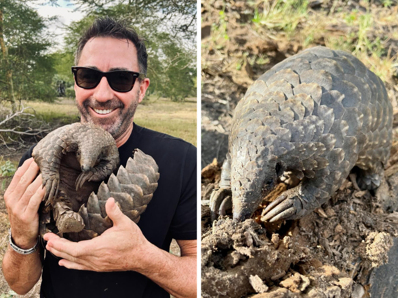 David Ryan with a pangolin at a rehabilitation centre in Gorongosa National Park