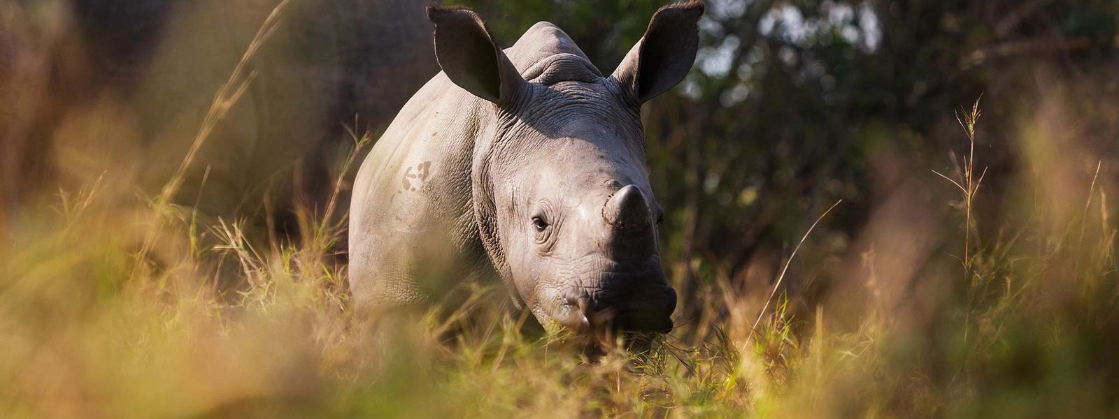 Rhino Africa is Crowned World’s Leading Safari Company