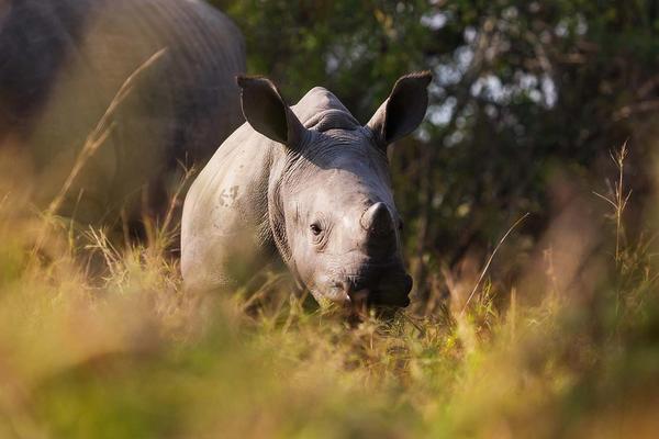 Rhino Africa is Crowned World’s Leading Safari Company