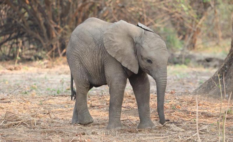 Zâmbia é uma das verdadeiras jóias escondidas de safári da África.