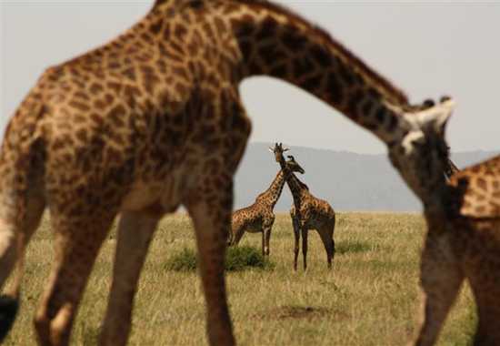 Exploring East Africa with Singita – Part 3