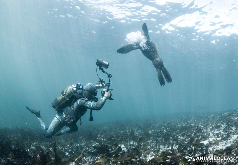 Snorkeling with seals is captivating 