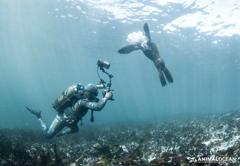 Snorkeling with seals is captivating