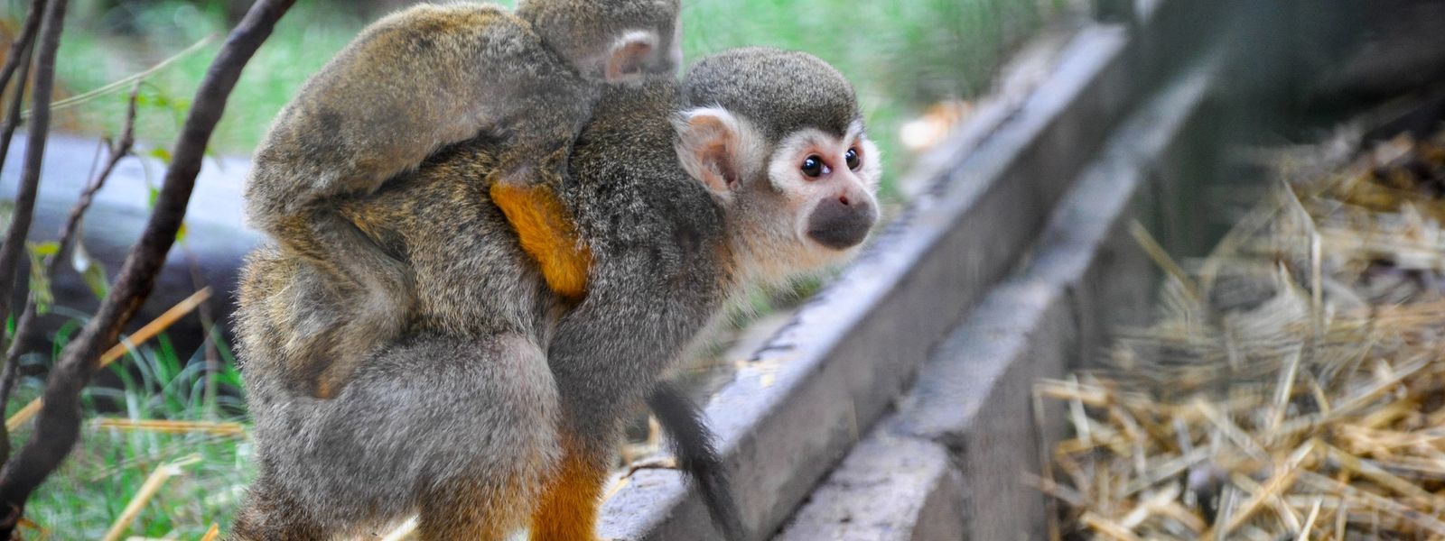 Monkeying around with the Khumbulani kids