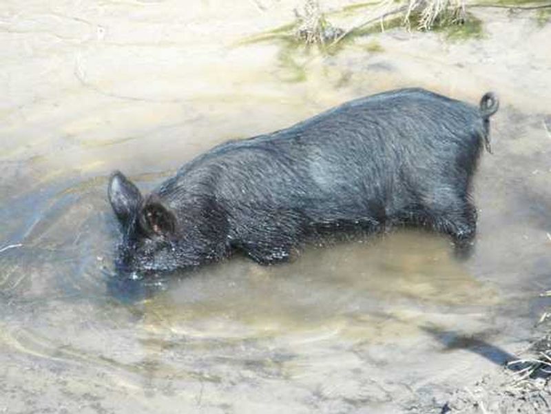 This strange bore was digging in the water for grub