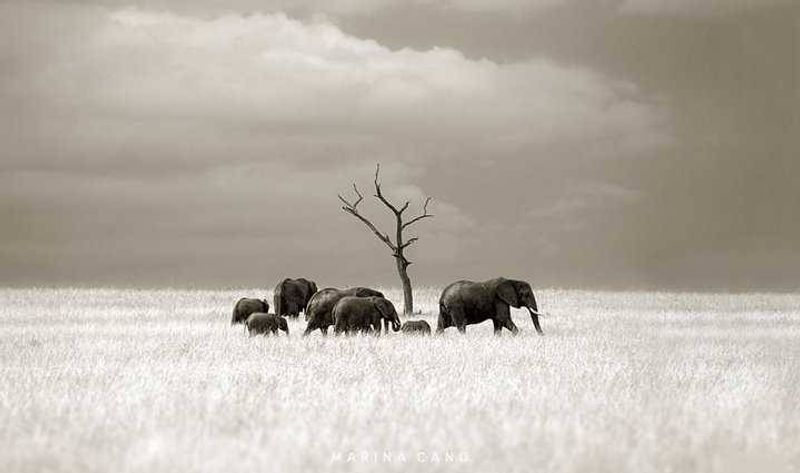 By Marina Cano