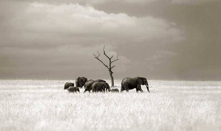 By Marina Cano