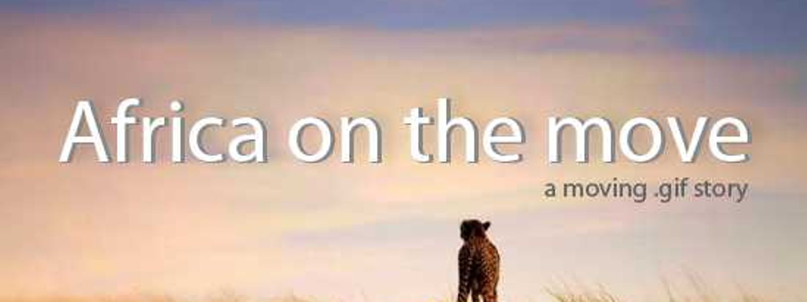 African Animals - A Moving Story