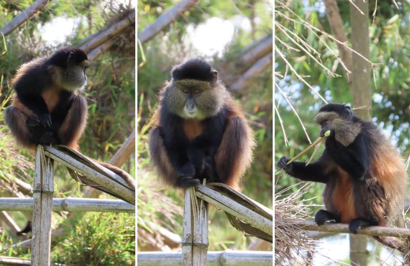 A golden monkey sits and feeds among the vegetation in Volcanoes National Park.