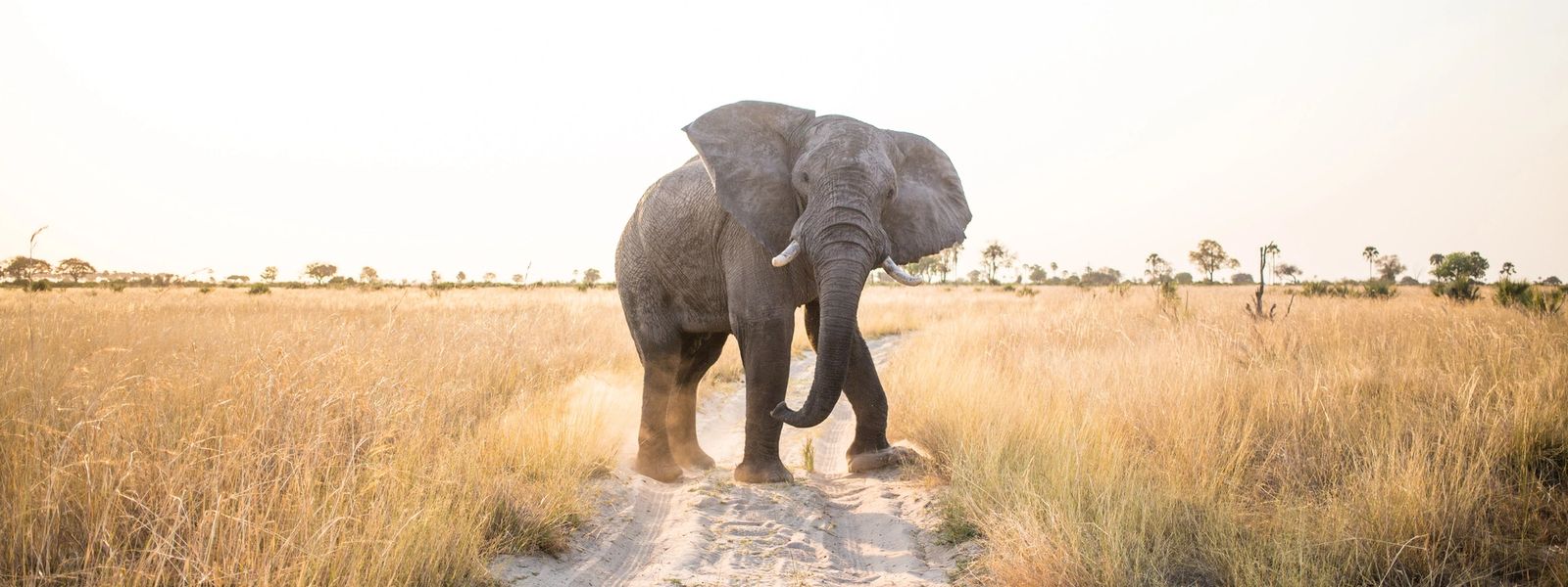 Why Botswana Should Be Next on Your Bucket List