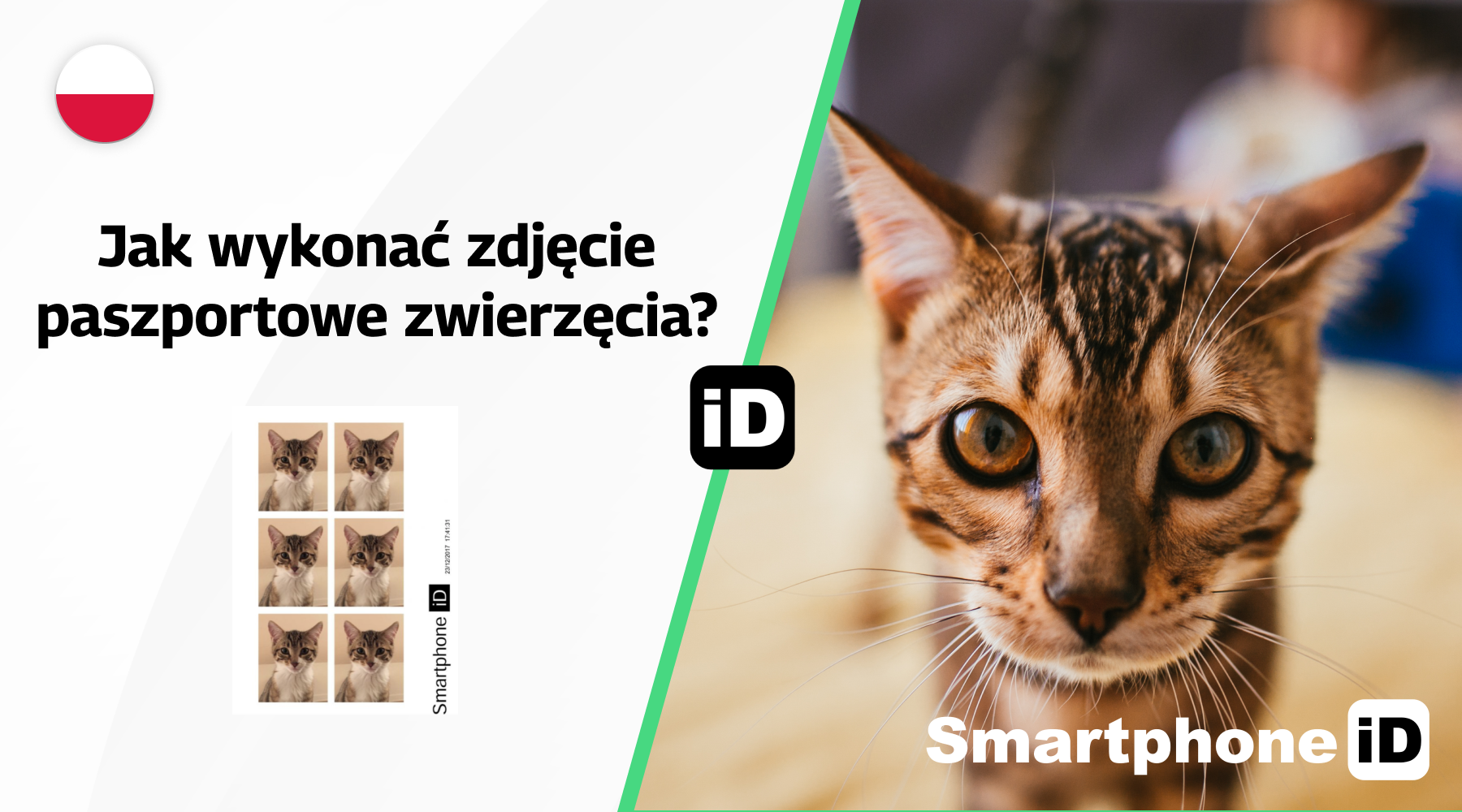 Jak wykonać zdjęcie paszportowe zwierzęcia Jak wykonać zdjęcie paszportowe zwierzęcia