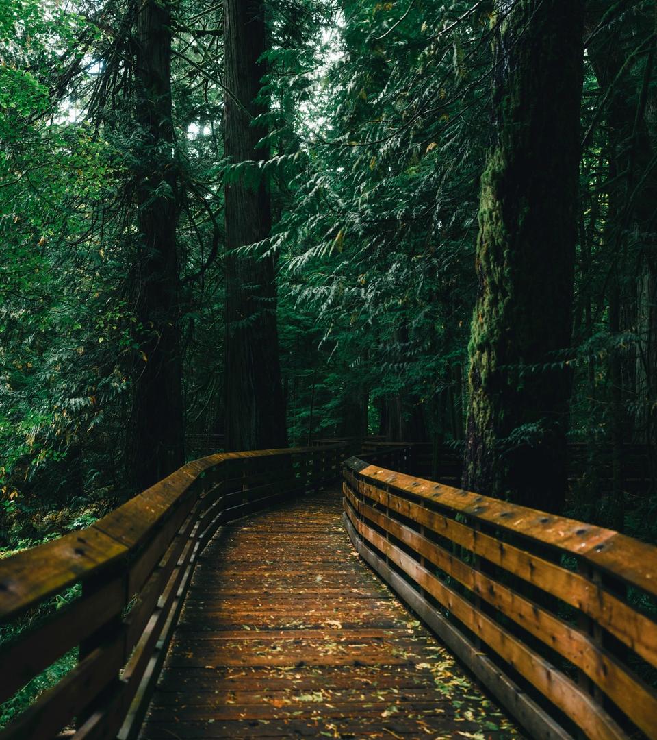 Forest