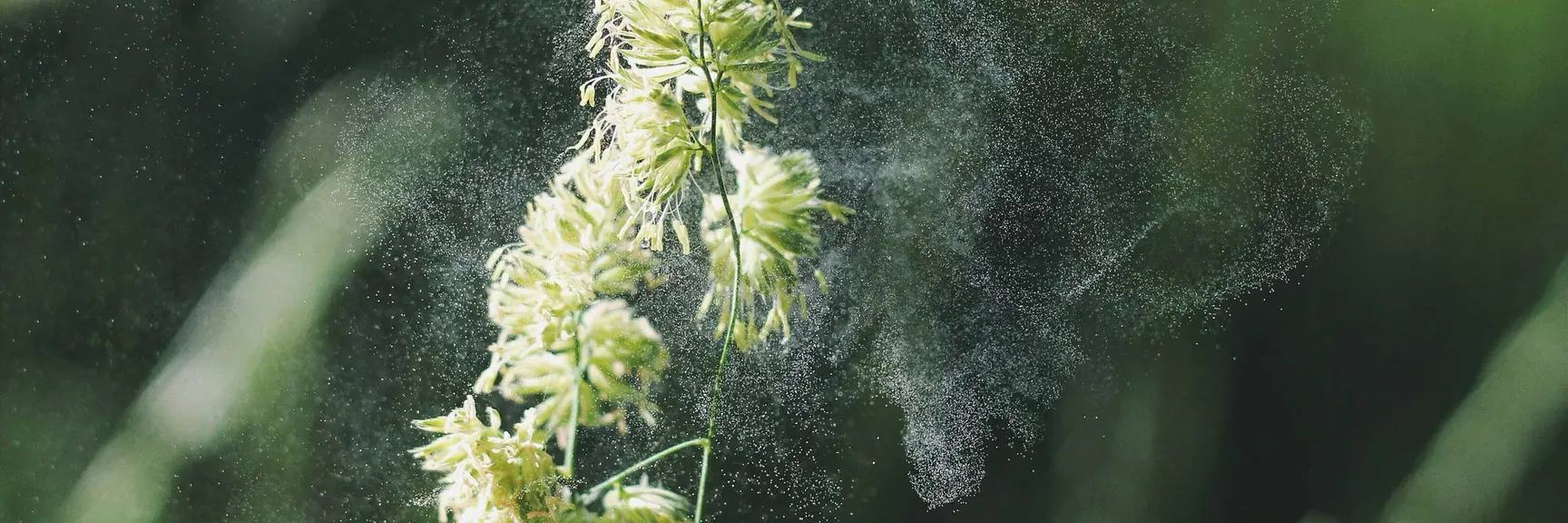 Nærbildet av et strå omringet av pollen som svermer i luften, bakgrunnen er grønn og i ufokus