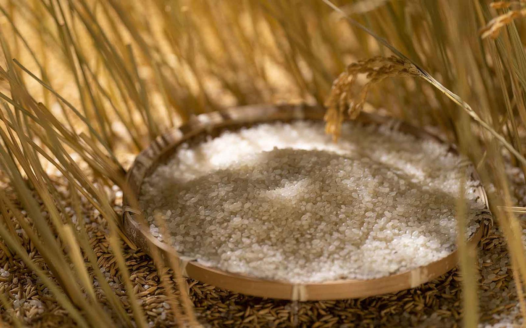 Nærbilde av riskorn på et bambusfat i en åker, omringet av gylne strå. Ris i hudpleie har vært en tradisjonell ingrediens i Asia århundrer.