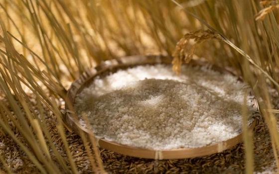 Ris i hudpleie Ris i hudpleie