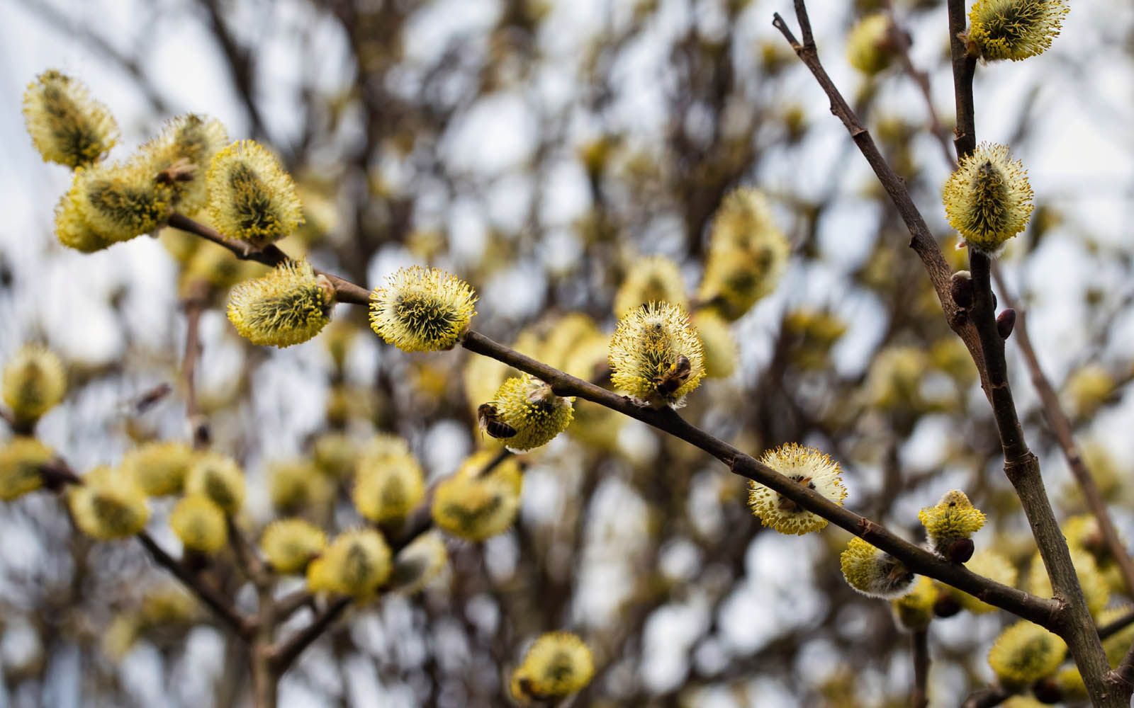 Rakler med salixpollen, også kalt gåsunger, på grener fra piletre.