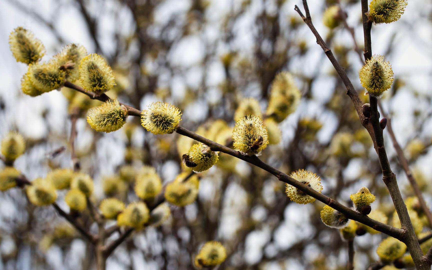 Rakler med salixpollen, også kalt gåsunger, på grener fra piletre.