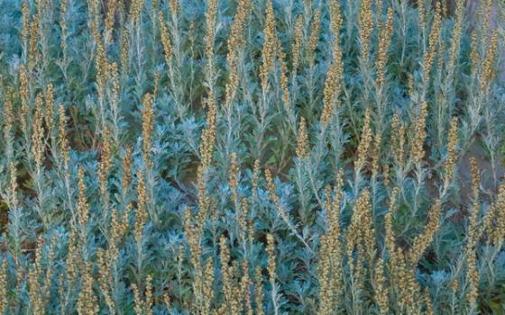 Burotallergi Burotallergi