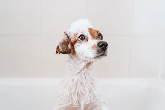 Stell av hud, pels og poter for hund og katt Stell av hud, pels og poter for hund og katt