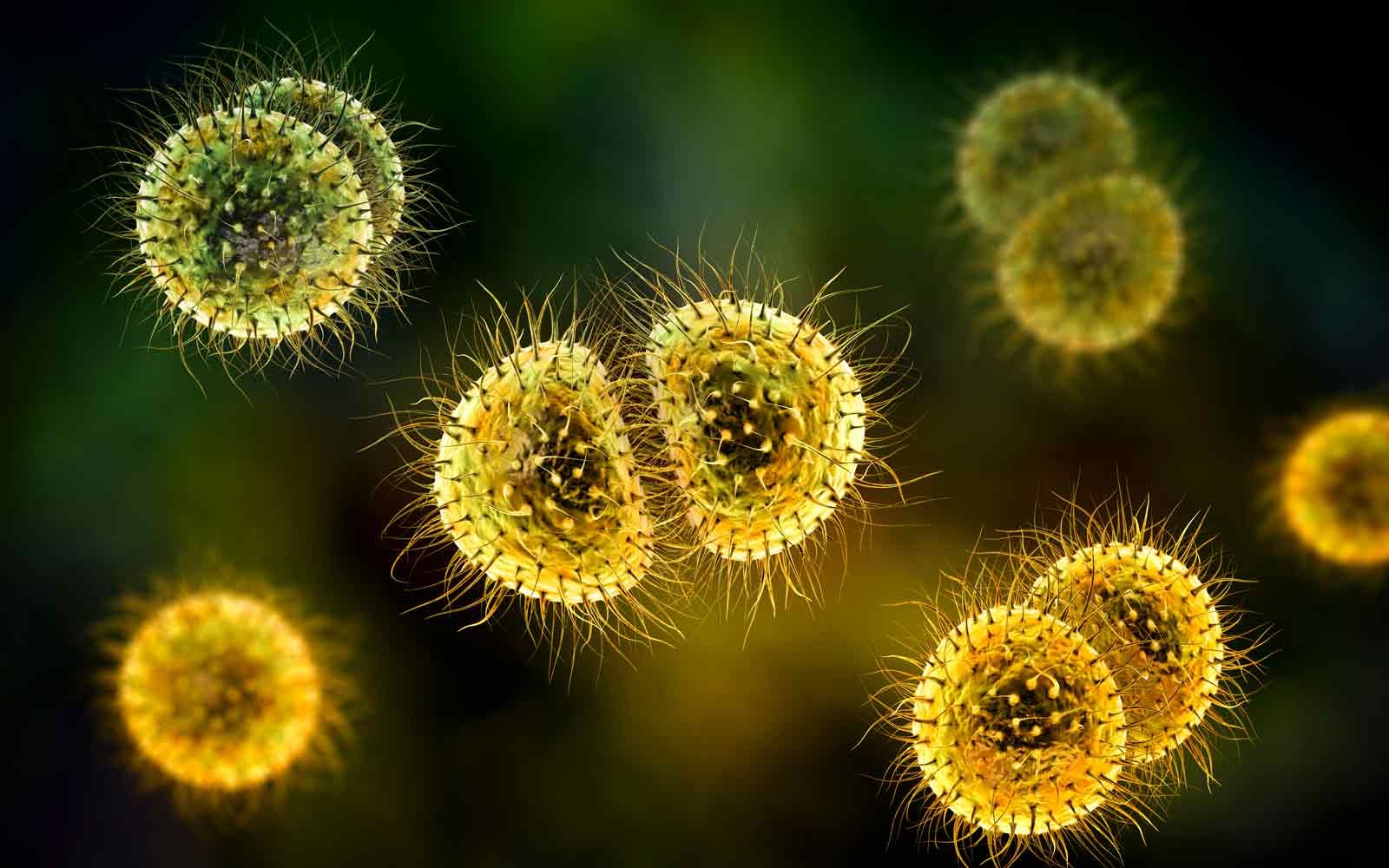 Meningokokkbakterier av typen neisseria meningitidis