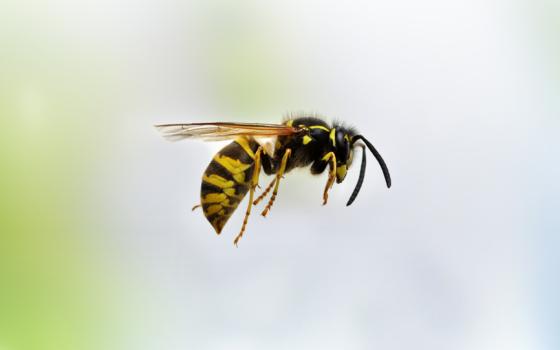 Vepsestikk og bistikk Vepsestikk og bistikk