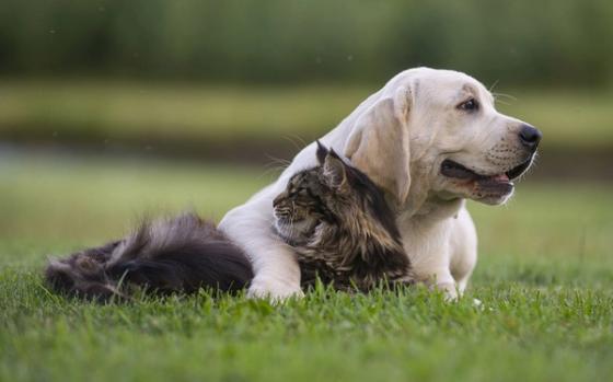 AdTab- reseptfrie tyggetabletter mot flått og lopper til hund og katt AdTab- reseptfrie tyggetabletter mot flått og lopper til hund og katt