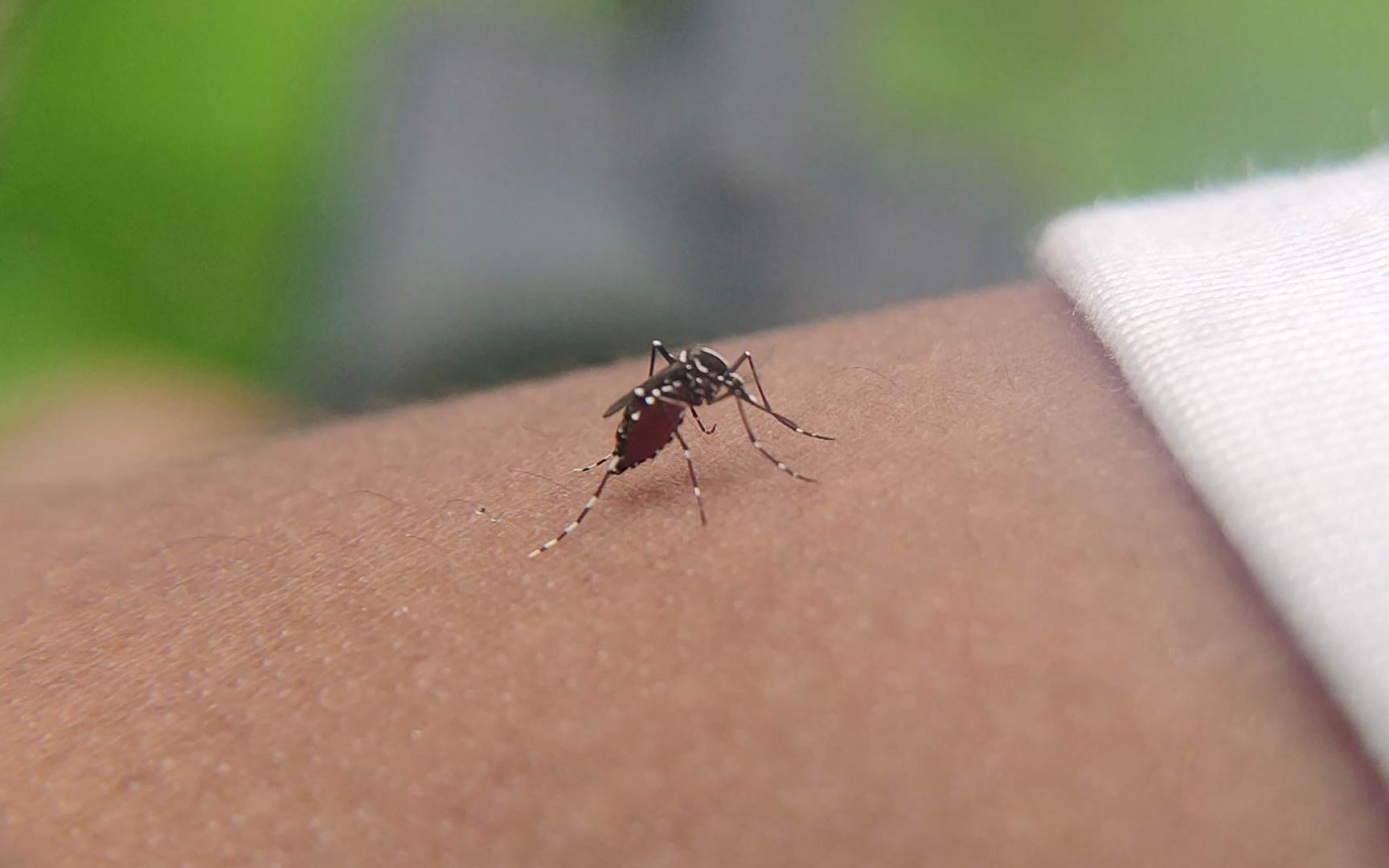 Nærbilde av mygg som sitter på menneskehud og suger blod. Gulfeber forårsakes av et virus som overføres med mygg.