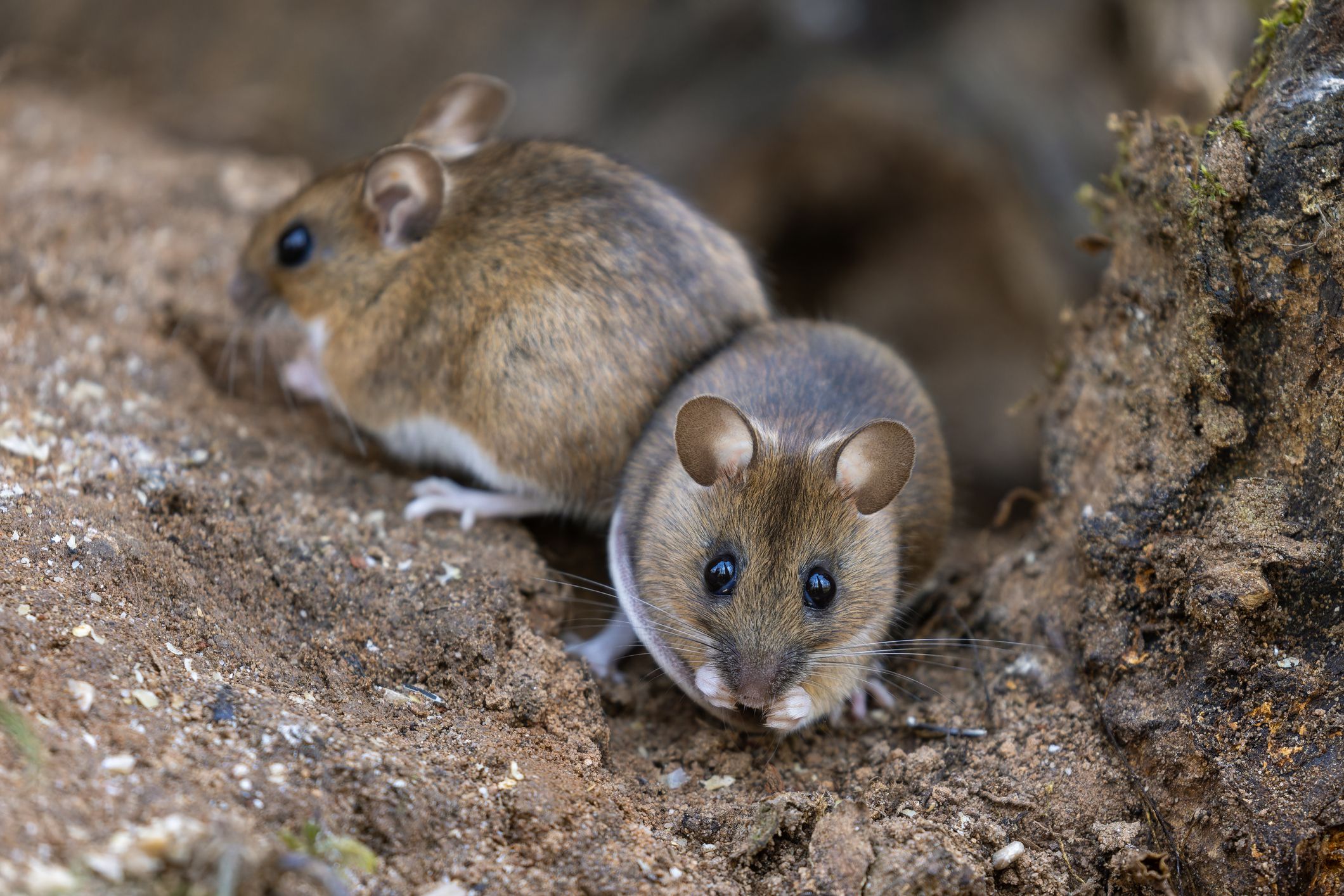 Hantavirus: Symptomer, smitte og forebygging 