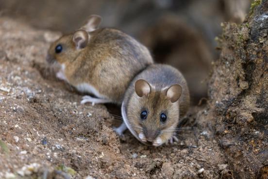 Hantavirus: Symptomer, smitte og forebygging Hantavirus: Symptomer, smitte og forebygging
