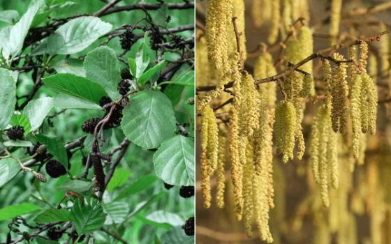 Or- og hasselallergi Or- og hasselallergi