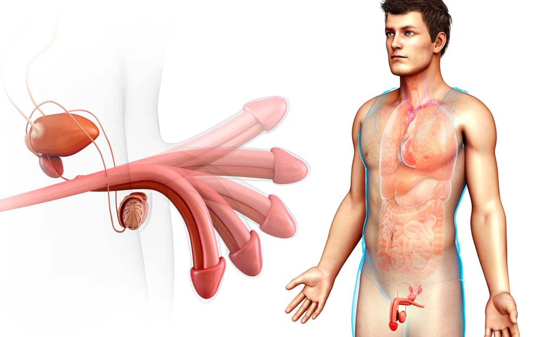 Illustrasjon av mannlig organ