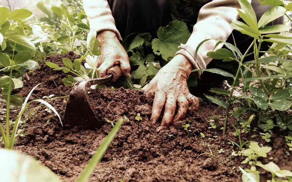 BIlde av hender som graver i jorden