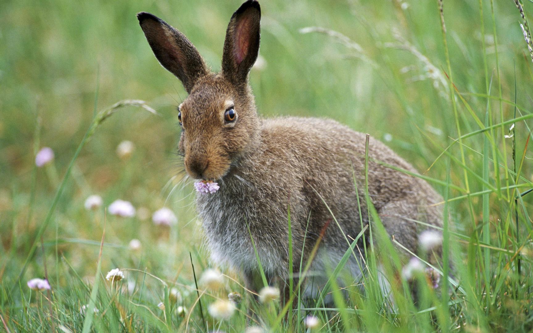 Gråbrun hare som sitter i en eng omgitt av hvite og lyserosa blomster